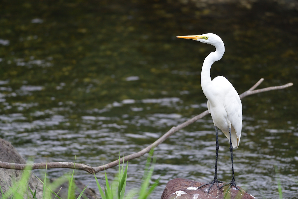 水のある場所ならどこでもいる サギ 身近にすむ野鳥図鑑