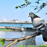 河川敷の木で休むハト