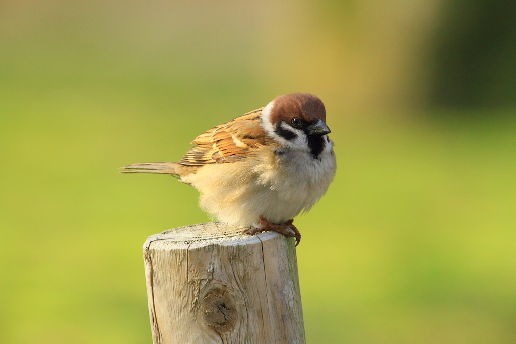 数が減りつつある スズメ 身近にすむ野鳥図鑑