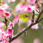 桜の花とメジロ