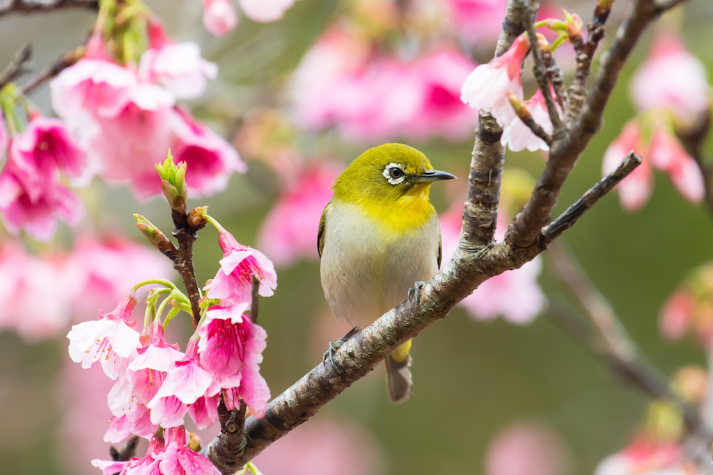 桜の花とメジロ