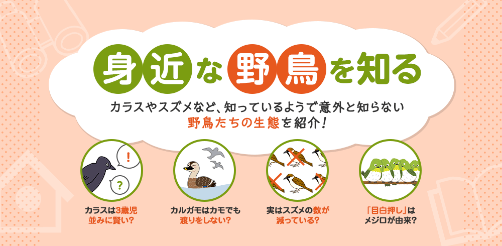 身近な野鳥を知る。意外と知らない野鳥たちの生態を紹介しています。